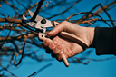 Sécateur Löwe 8.107 Ergonomic - gamme natural